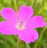 kakost krvavý <i>(Geranium sanguineum)</i>