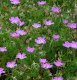 kakost krvavý <i>(Geranium sanguineum)</i>