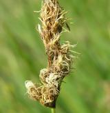 ostřice dvouřadá <i>(Carex disticha)</i> / Květ/Květenství