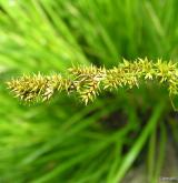 ostřice prodloužená <i>(Carex elongata)</i> / Ostatní