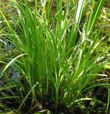 ostřice prodloužená <i>(Carex elongata)</i> / Habitus