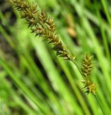 ostřice prodloužená <i>(Carex elongata)</i> / Ostatní