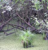 ostřice prodloužená <i>(Carex elongata)</i> / Habitus