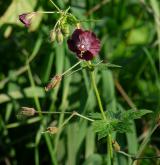 kakost hnědočervený <i>(Geranium phaeum)</i> / Habitus