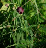 kakost hnědočervený <i>(Geranium phaeum)</i> / Habitus