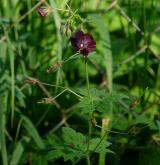 kakost hnědočervený <i>(Geranium phaeum)</i> / Habitus