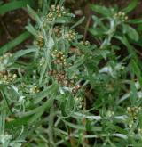protěž bažinná <i>(Gnaphalium uliginosum)</i> / Květ/Květenství