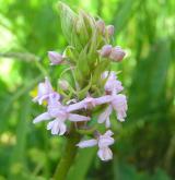 pětiprstka žežulník <i>(Gymnadenia conopsea)</i> / Květ/Květenství