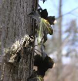 břečtan popínavý <i>(Hedera helix)</i> / Habitus