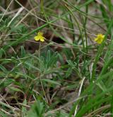 devaterník šedý <i>(Helianthemum canum)</i> / Habitus