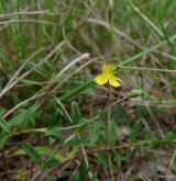 devaterník šedý <i>(Helianthemum canum)</i> / Habitus