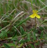 devaterník šedý <i>(Helianthemum canum)</i> / Habitus