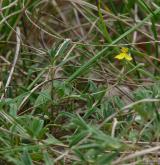 devaterník šedý <i>(Helianthemum canum)</i> / Habitus