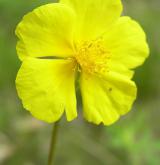 devaterník velkokvětý <i>(Helianthemum grandiflorum)</i> / Květ/Květenství