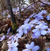jaterník podléška <i>(Hepatica nobilis)</i> / Květ/Květenství
