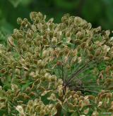 bolševník obecný <i>(Heracleum sphondylium)</i> / Plod