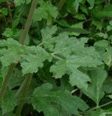 bolševník obecný <i>(Heracleum sphondylium)</i> / List