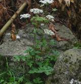 bolševník obecný <i>(Heracleum sphondylium)</i> / Habitus