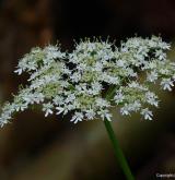 bolševník obecný <i>(Heracleum sphondylium)</i> / Květ/Květenství