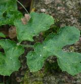 bolševník obecný <i>(Heracleum sphondylium)</i> / List