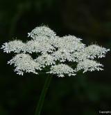 bolševník obecný <i>(Heracleum sphondylium)</i> / Květ/Květenství