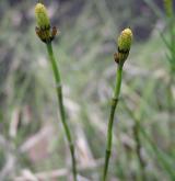 přeslička různobarvá <i>(Equisetum variegatum)</i> / Habitus