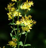 třezalka chlupatá <i>(Hypericum hirsutum)</i> / Květ/Květenství