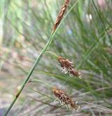 ostřice bažinná <i>(Carex limosa)</i> / Květ/Květenství