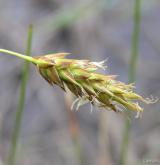 ostřice bažinná <i>(Carex limosa)</i> / Květ/Květenství