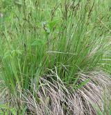 ostřice obecná <i>(Carex nigra)</i> / Habitus