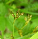 ostřice ptačí nožka <i>(Carex ornithopoda)</i> / Plod