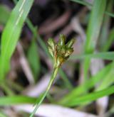 ostřice ptačí nožka <i>(Carex ornithopoda)</i> / Plod