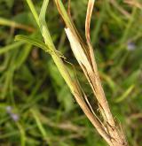 ostřice bledavá <i>(Carex pallescens)</i> / Ostatní