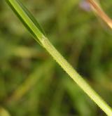 ostřice bledavá <i>(Carex pallescens)</i> / Stonek