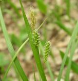 ostřice bledavá <i>(Carex pallescens)</i> / Květ/Květenství