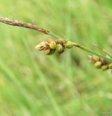 ostřice prosová <i>(Carex panicea)</i> / Plod