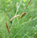 ostřice prosová <i>(Carex panicea)</i> / Plod