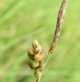 ostřice prosová <i>(Carex panicea)</i> / Plod