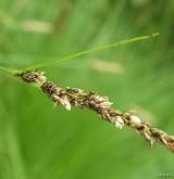 ostřice latnatá <i>(Carex paniculata)</i> / Plod