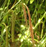 ostřice převislá <i>(Carex pendula)</i> / Květ/Květenství