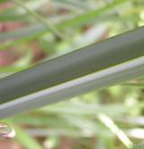 ostřice převislá <i>(Carex pendula)</i> / List