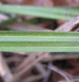 ostřice chlupatá <i>(Carex pilosa)</i> / List