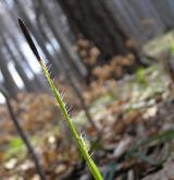 ostřice chlupatá <i>(Carex pilosa)</i> / Ostatní