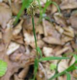 ostřice chlupatá <i>(Carex pilosa)</i> / Květ/Květenství