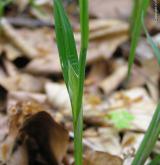 ostřice chlupatá <i>(Carex pilosa)</i> / Ostatní