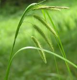 ostřice nedošáchor <i>(Carex pseudocyperus)</i> / Habitus