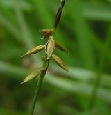 ostřice blešní <i>(Carex pulicaris)</i> / Plod