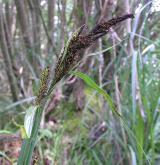 ostřice pobřežní <i>(Carex riparia)</i> / Habitus