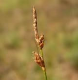 ostřice drobná <i>(Carex supina)</i> / Plod