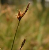 ostřice drobná <i>(Carex supina)</i> / Plod